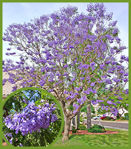 Top Trees For Purple Flowers In Spring And Summer Jacaranda
