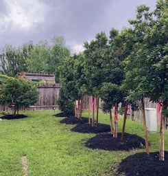 Japanese Blueberry Tree Privacy Hedge 2.2023