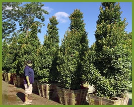 Moon Valley Nursery Arizona Blog Garrett Cleverly Anese Blueberry Png