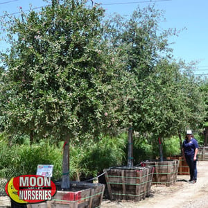 LIVE OAK tree az