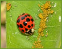Ladybug_beneficial_insect