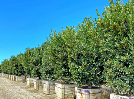 Sweet bay Laurel for Privacy hedges and cooking