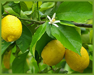 Lemon-tree-1.png