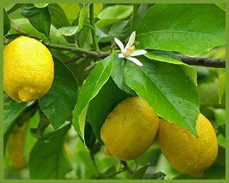 Lemon-tree-1.png Lemon-tree-1.png