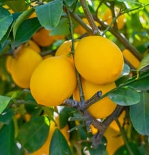 Ripe Refreshing Lemons