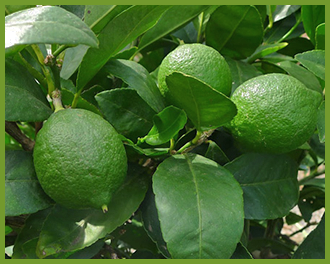 Top Reasons To Grow Your Own Fruit & Citrus