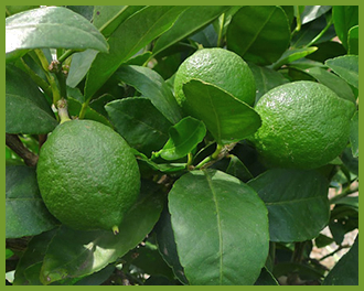 Lime-tree.png
