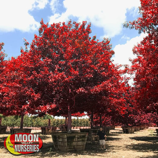 red maple tree in container at nursery farm