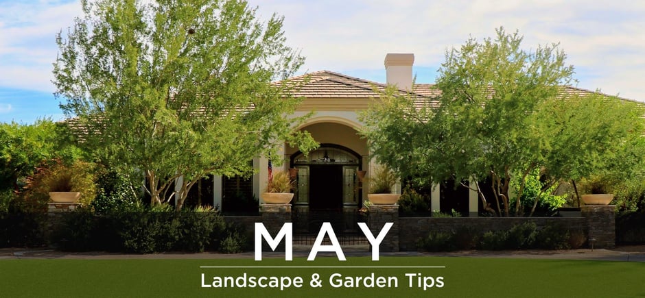 May landscape tips and garden tips header - Olive trees in front yard landscaping