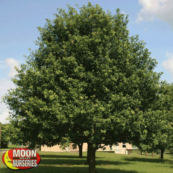 mexican oak moon valley nurseries texas oak trees