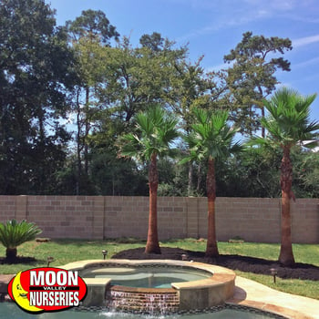 Mexican Fan Palms around pool