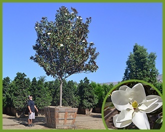 Magnolia-1.jpg