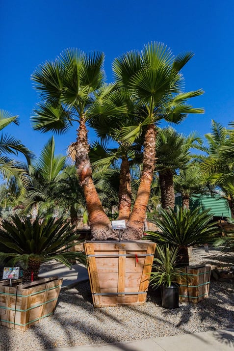 Mexican-Fan-Palm-Multi-Trunk