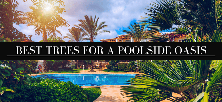 Best trees for a poolside oasis