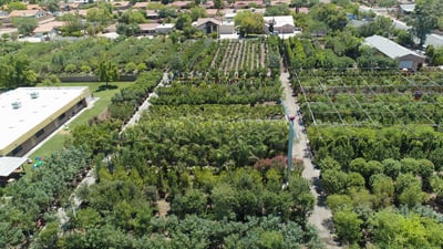 large nursery growyard