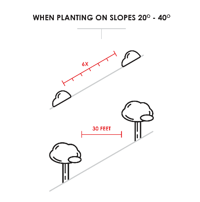 Moon Valley Nurseries_Horizontal_Spacing_Fire_Prevention_Illustration