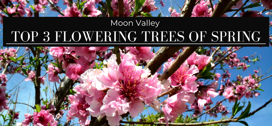 Moon Valley's top picks for flowering trees of spring