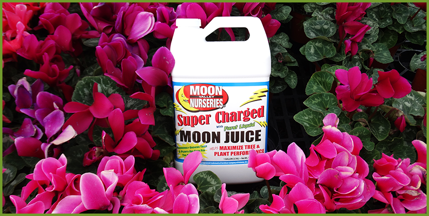 SUPERCHARGED MOON JUICE