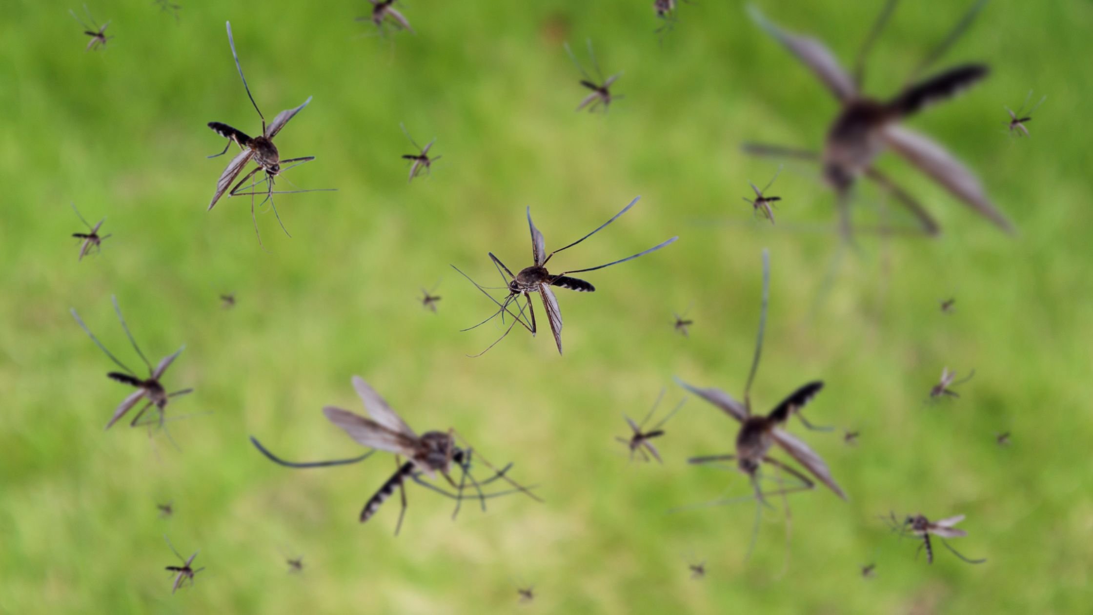 Mosquitos Blog Header 6.2023