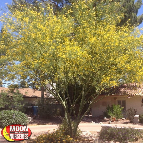 Museum palo verde moon valley nurseries exclusive tree