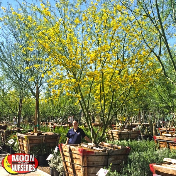 Museum palo verde moon valley nurseries trees