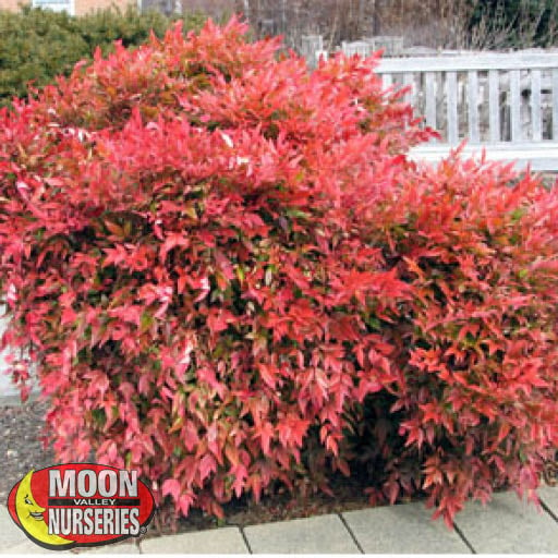 NANDINA GULF STREAM HEAVENLY BAMBOO COLOR