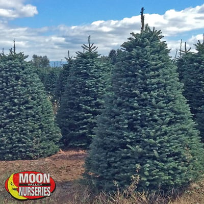 NOBLE FIR, moon valley nurseries, christmas trees