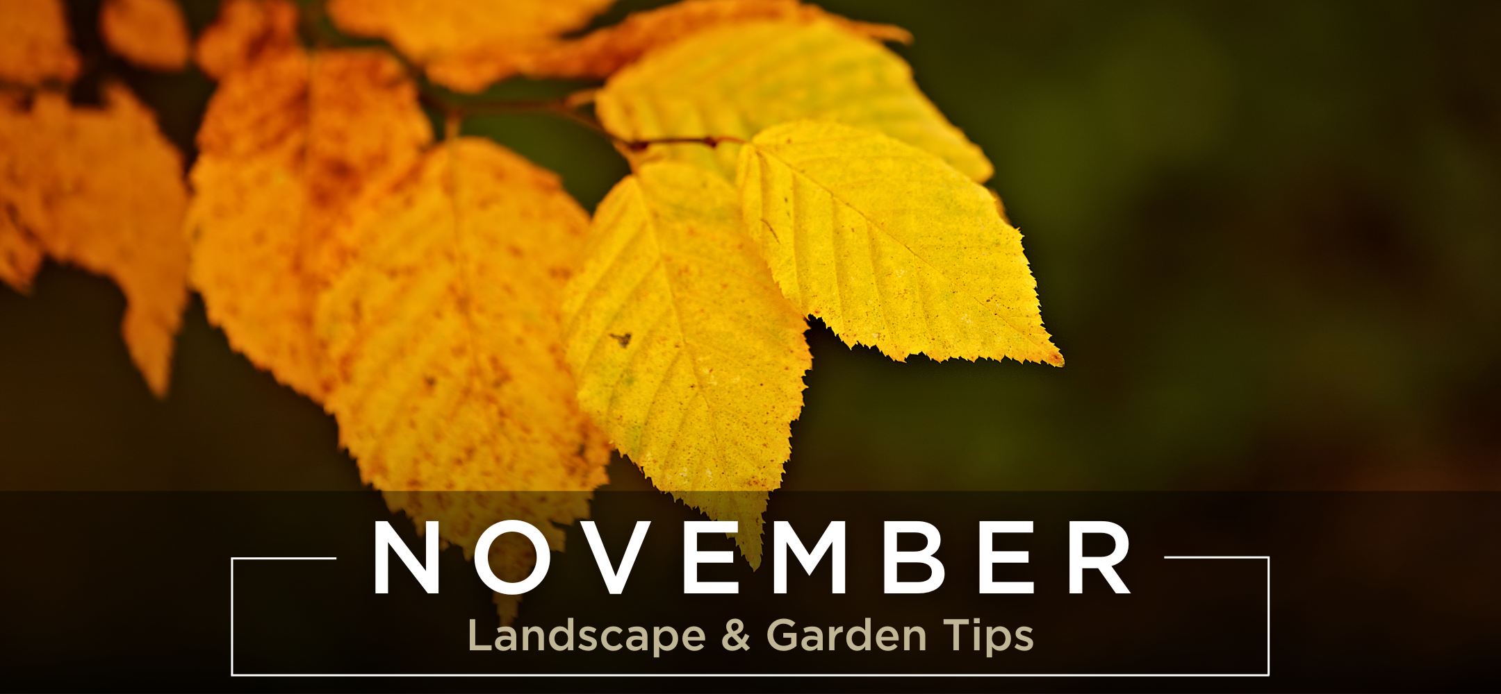 November landscape and garden tips header