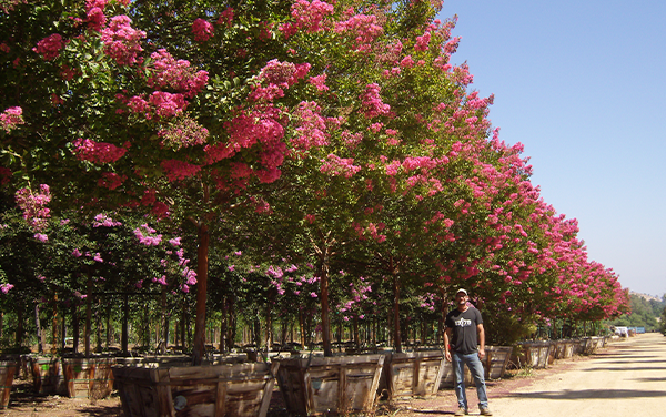 NV-Bulk-Desert-Flower-Trees-071919