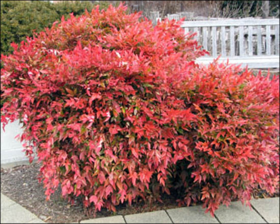 Nandina domestica 'Gulf Stream' heavenly bamboo winter color in landscape