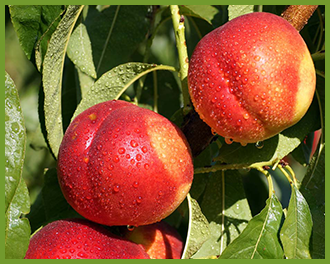 Nectarine-Tree.png