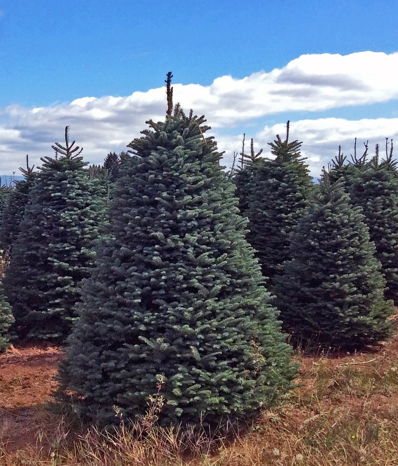 Christmas Tree Varieties At Moon Valley Nurseries
