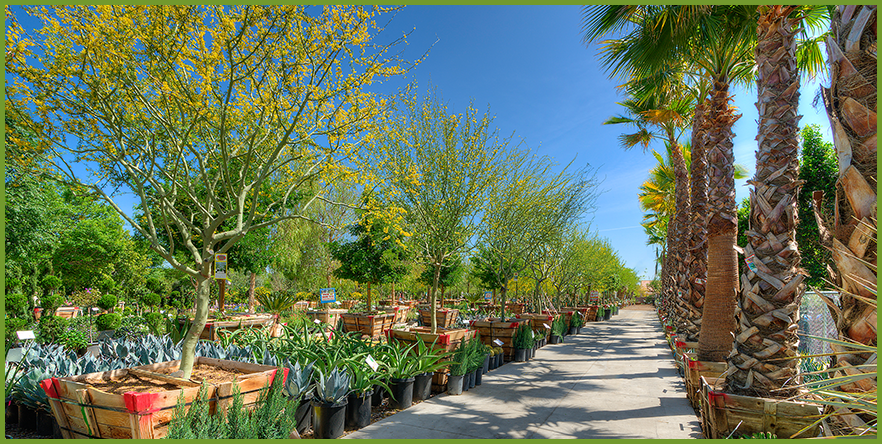 Moon Valley Nursery Arizona Blog Garrett Cleverly Moon Valley Nurseries Started With One Small Location In A Neighborhood Just North Of Downtown Phoenix Known As From There We Have Grown Into