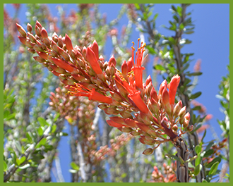 Ocotillo-1.png