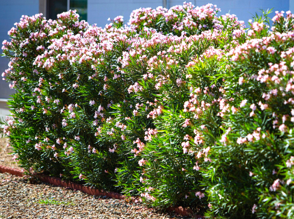 Flowering Oleander bushes for privacy hedges and landscape borders