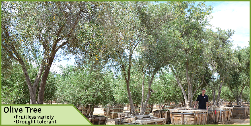 Olive-Tree-6.png