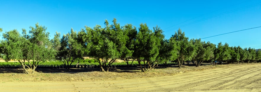 Olive_trees_farm