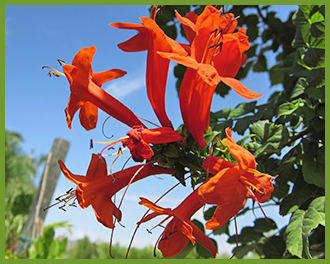 Orange-Cape-Honeysuckle.png