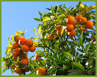 Orange-Tree-4.png