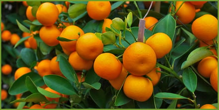 Top Reasons To Grow Your Own Fruit & Citrus