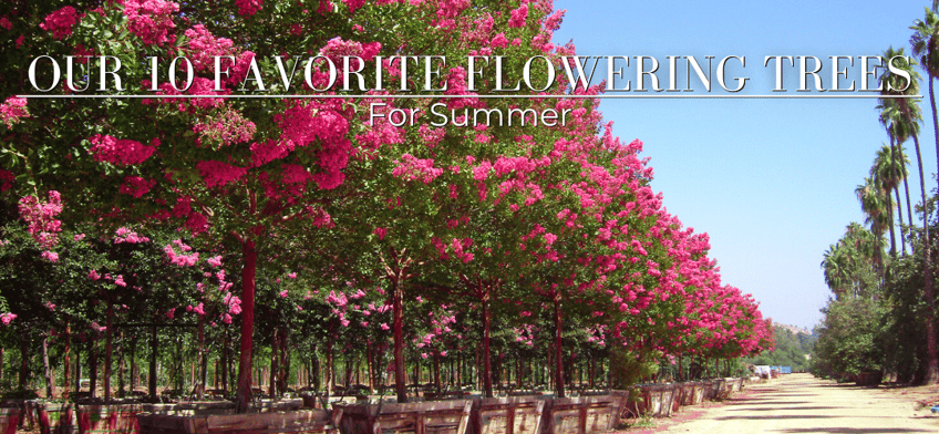 Our 10 Favorite Flowering Trees for Summer