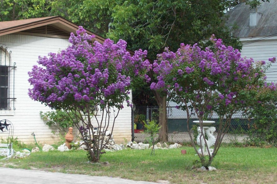 PURPLE CRAPE MYRTLE.jpg