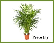 Peace-Lily.png