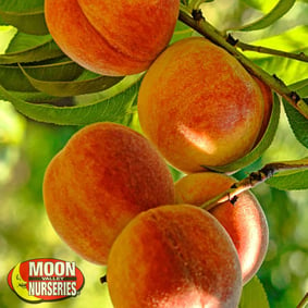 stone fruit trees, peach tree, plum tree, nectarine tree, gardening, organic