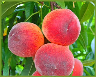 Peach-tree.png Peach-tree.png