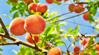 Peaches on tree