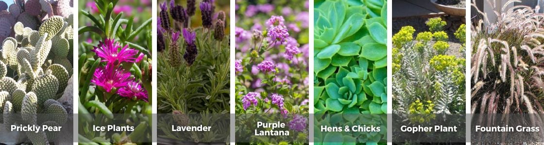 Plants for Rock Gardens