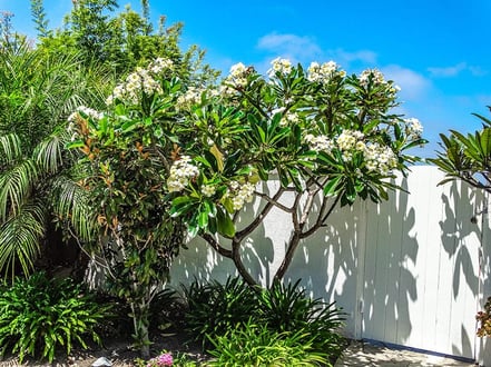 Plumerias: More Than Beautifully Fragrant Flowers