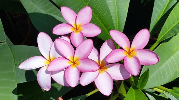 Plumeria in bloom at nursery