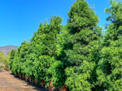 Podocarpus Fern Pine for Privacy Hedges